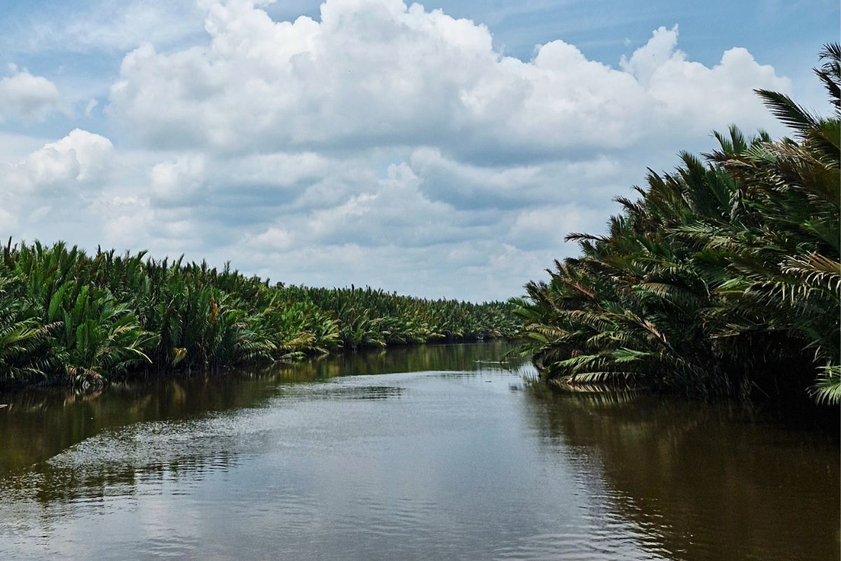 Orangutan & River Experience in Tanjung Puting