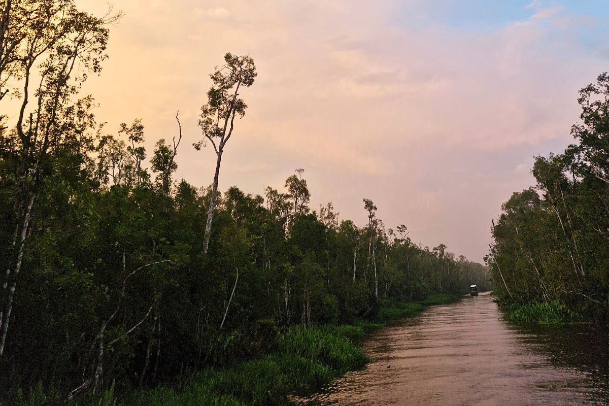 Orangutan & River Experience in Tanjung Puting
